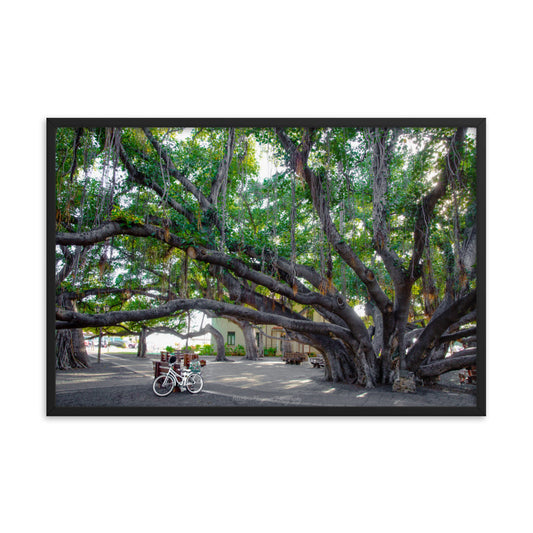 Banyan